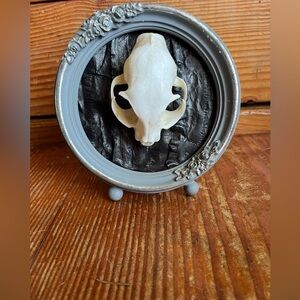 Framed cat skull